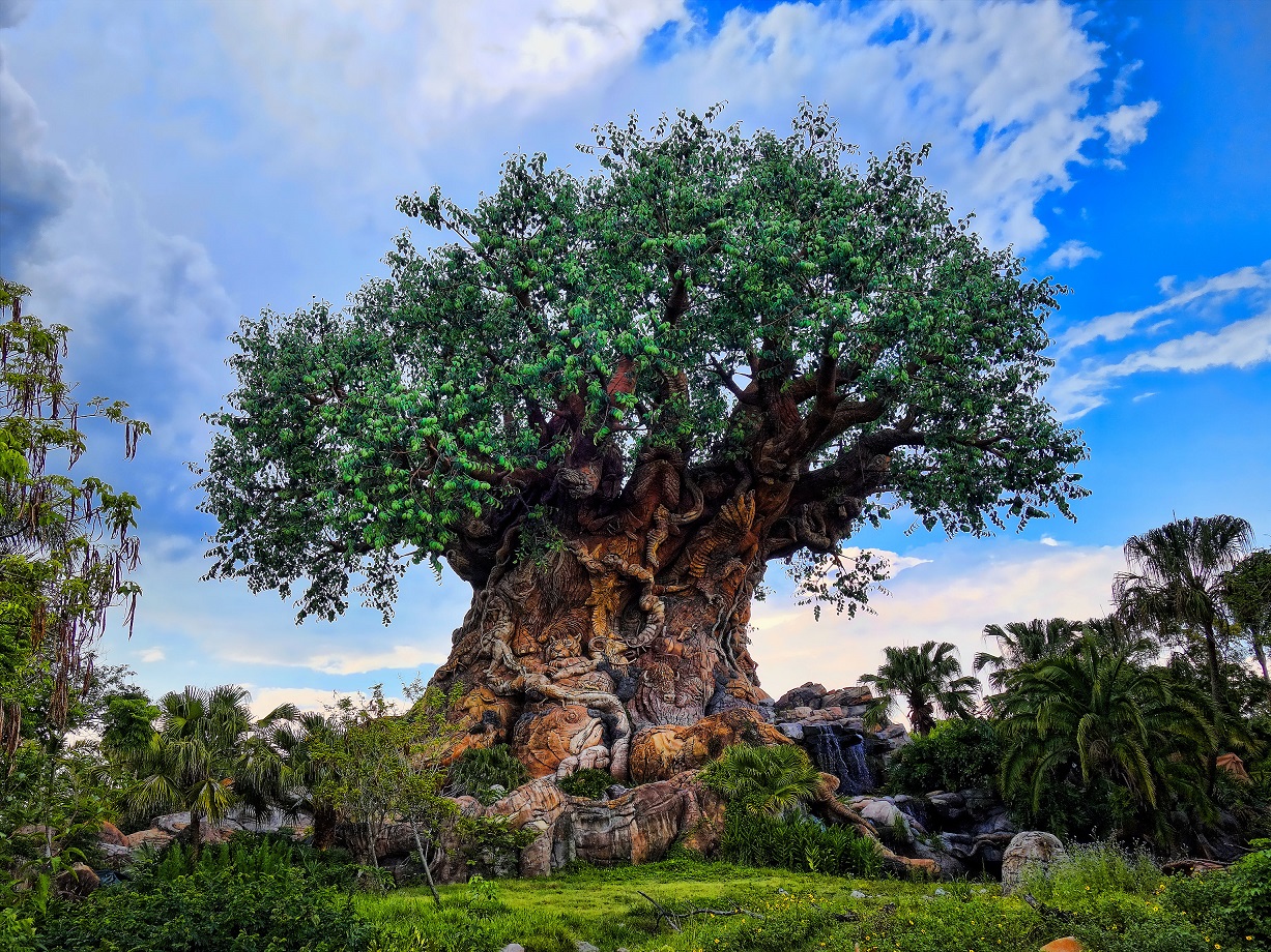 arbre legende tahuata