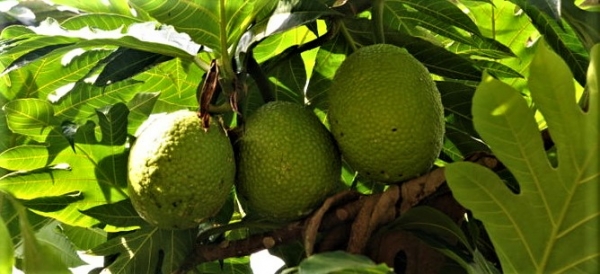 Haakakai o te mei – Légende du fruit à pain – Nuku Hiva